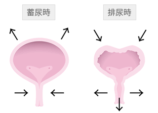 蓄尿と排尿の仕組み