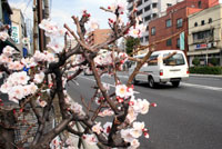 大道路沿いに咲いていた梅の花。